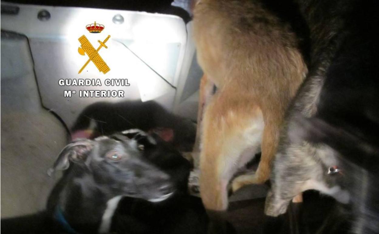 Los galgos de los cazadores furtivos. 