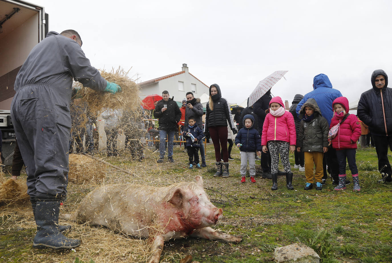 Fiesta de la matanza en Villalobón. 
