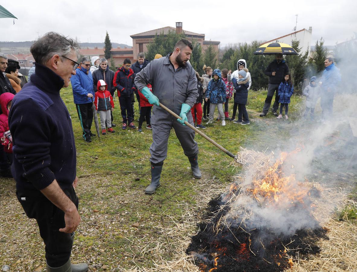 Fiesta de la matanza en Villalobón. 