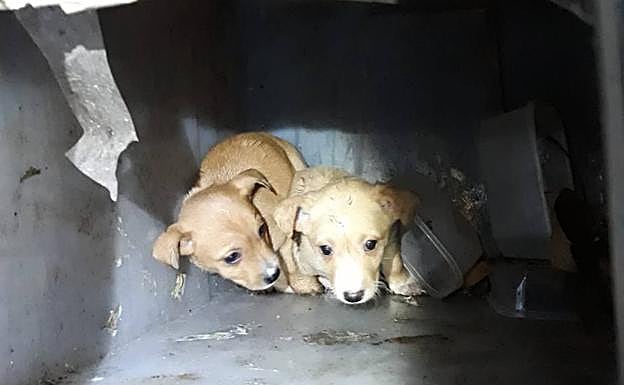 Los perros, en el depósito donde han sido introducidos.