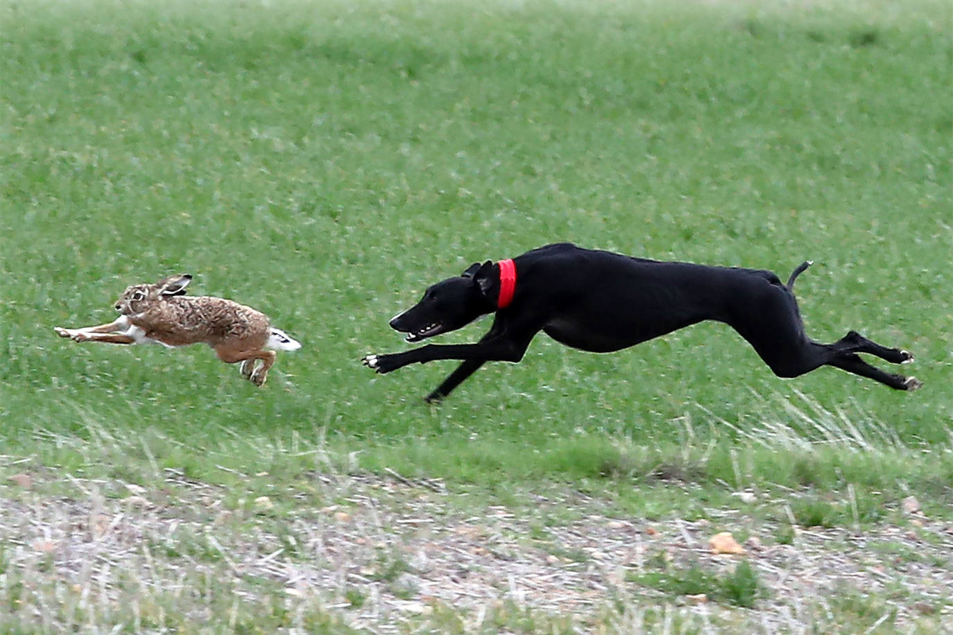 Fotos: El triunfo de Liosa, en imágenes