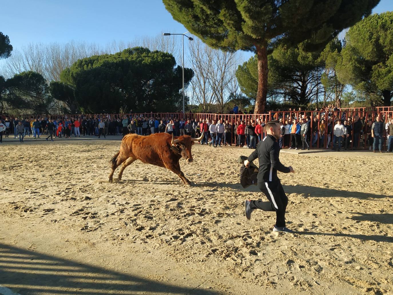 Fotos: El encierro de Viana de Cega, en imágenes