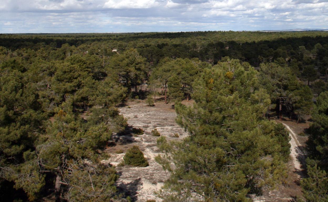 Pinares en la zona de Cuéllar, Segovia. 