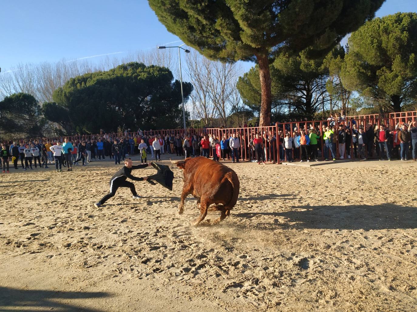 Uno de los participantes reta al toro con una prenda.