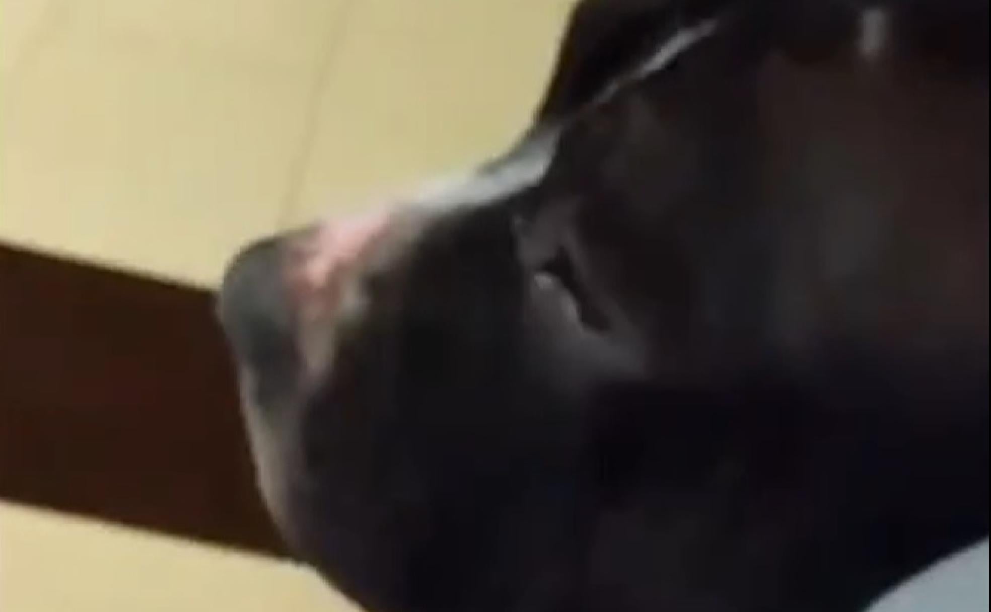 Tanqueta, durante su estancia en la Asociación. 