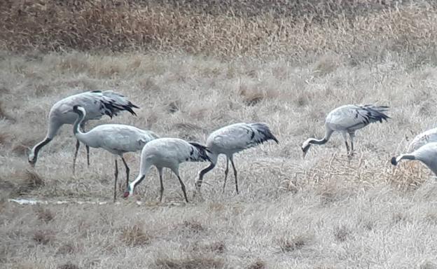 Imagen principal - Arriba, grullas comunes en la Lagua de la Nava, durante su proceso migratorio. Abajo a la izquierda, Avistamiento de aves el observatorio Colada de Carrepalencia y a la derecha, observatorio El Prao. 