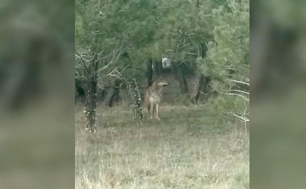 El lobo captado en las inmediaciones de la localidad leonesa de Banuncias.