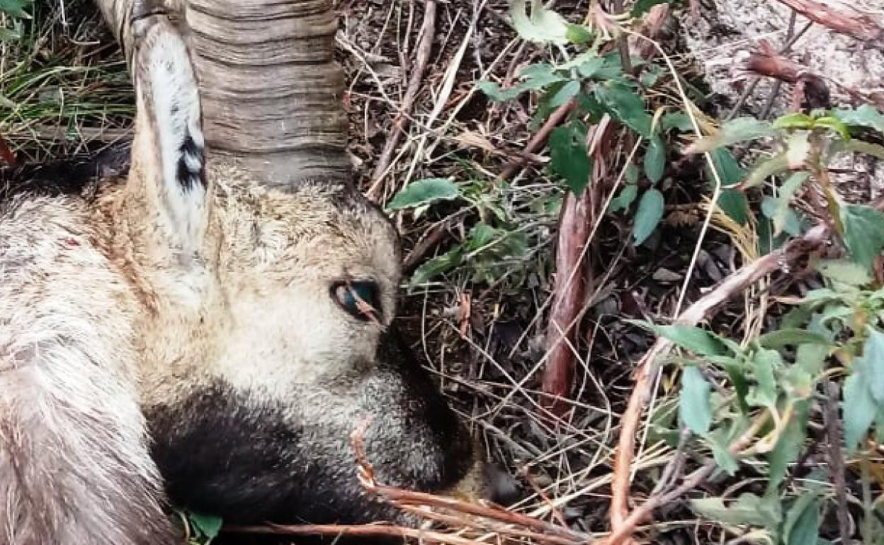 Ejemplar abatido en la Sierra de Gredos.