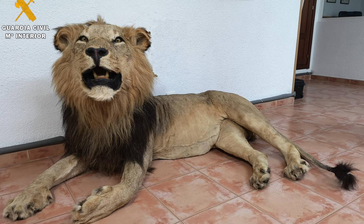 León disecado intervenido por la Guardia Civil. 