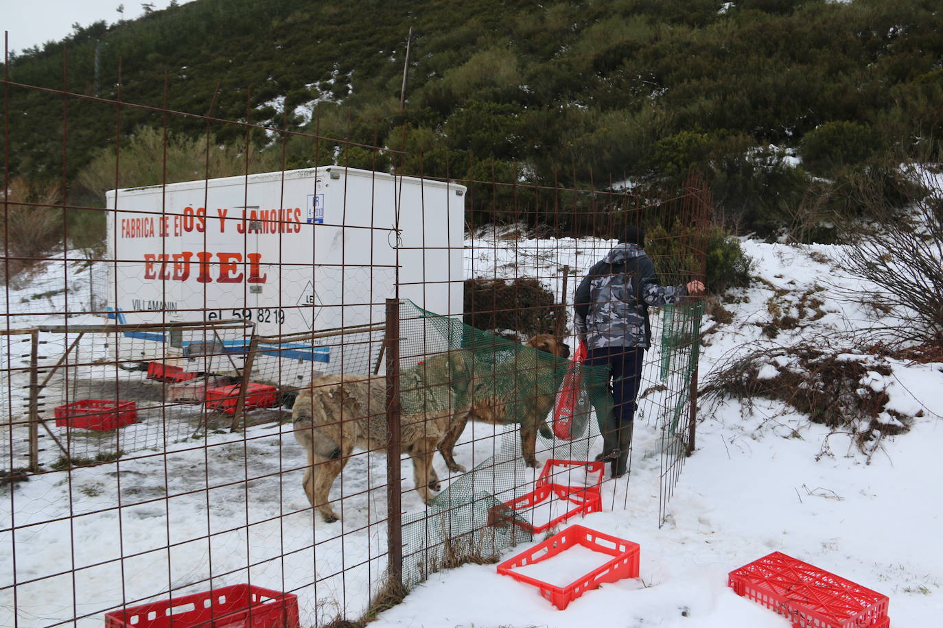 El mastín leonés, el guardián de las zonas rurales 