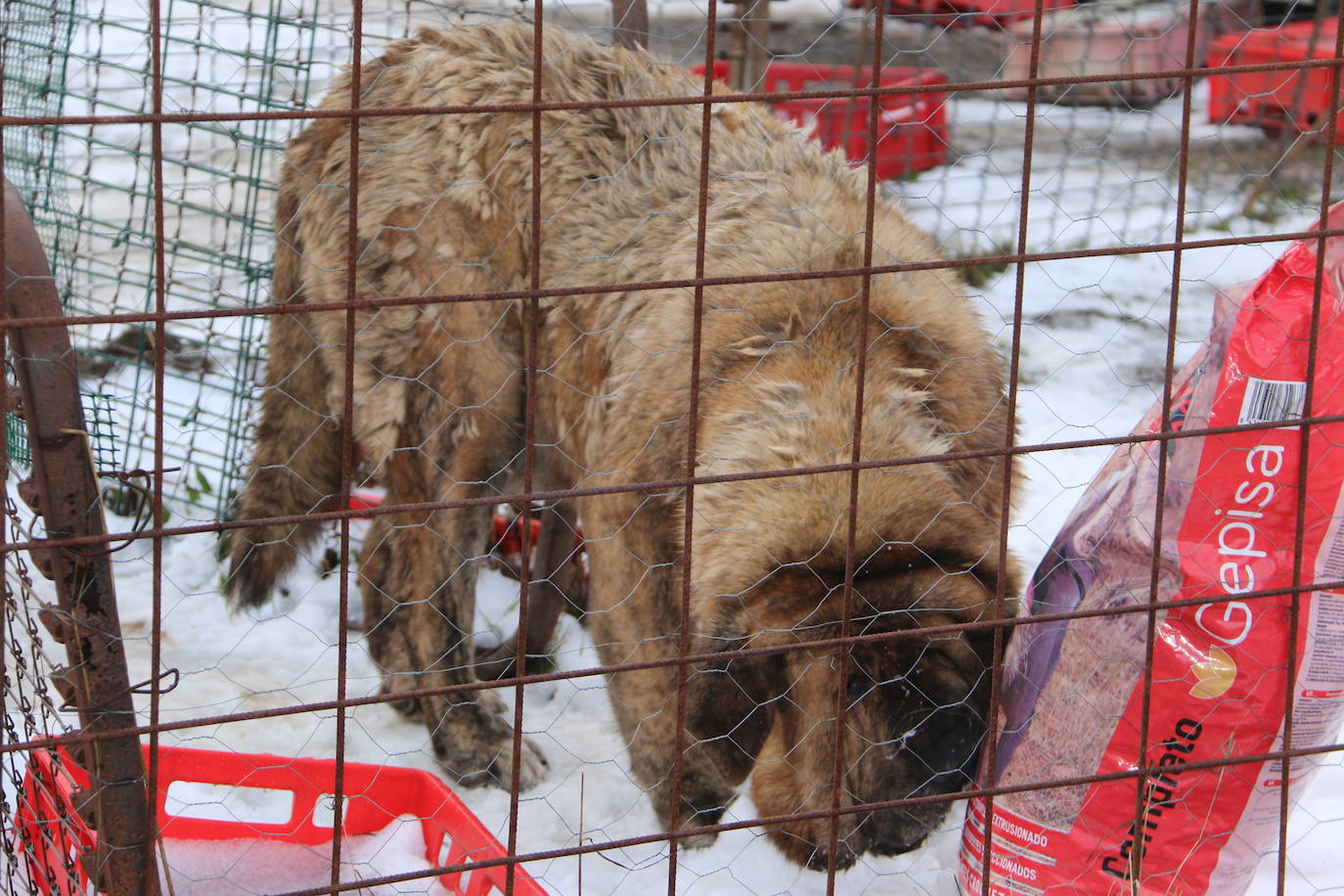El mastín leonés, el guardián de las zonas rurales 