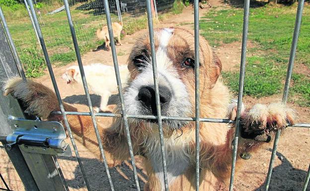 Un perro se asoma a la verja de las instalaciones que posee la Asociación Animalejos. 