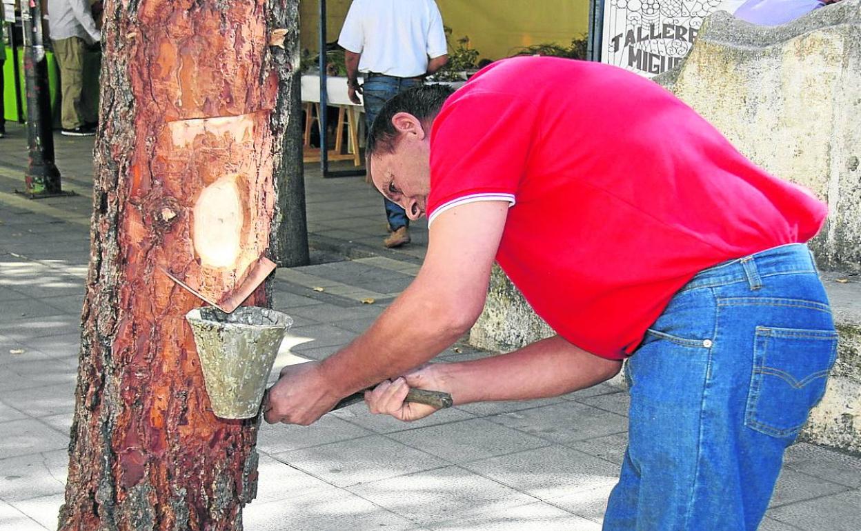 Un resinero extrae la miera de un pino. 