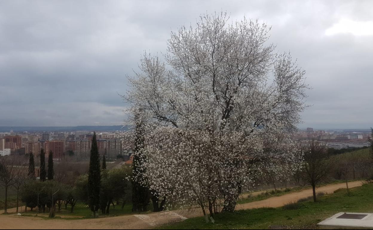 Almendros en flor en Valladolid la semana pasada. 