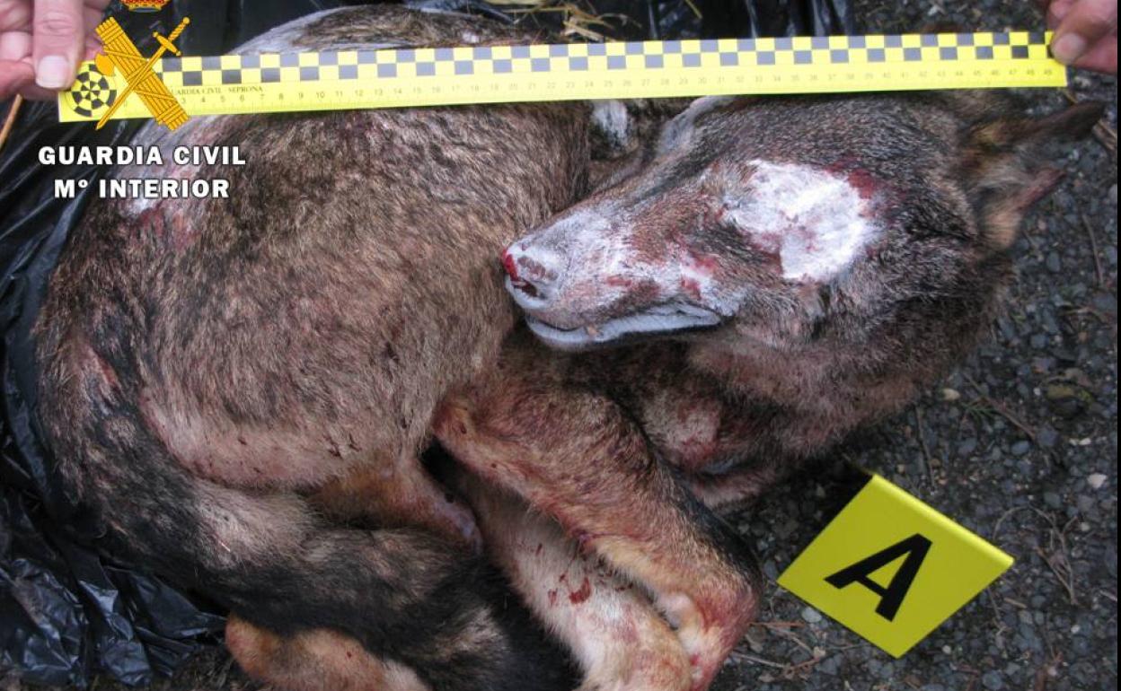 Intervenido en Burgos un lobo al que transportaban congelado desde La Rioja para su venta y naturalización