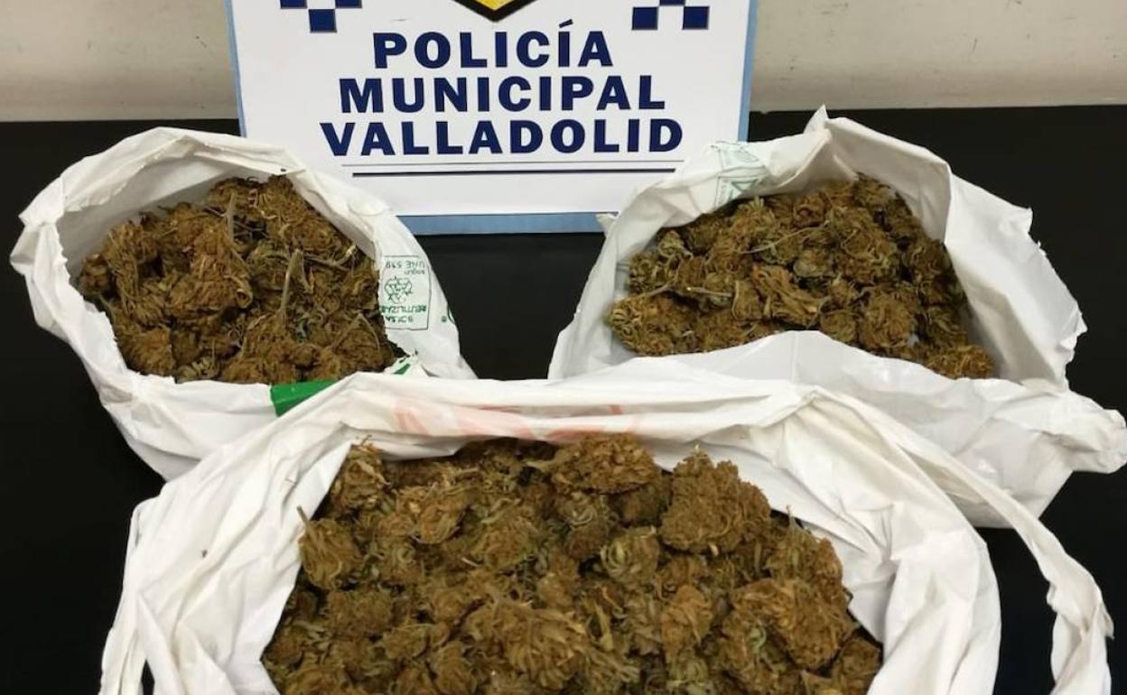 Bolsas con marihuana.