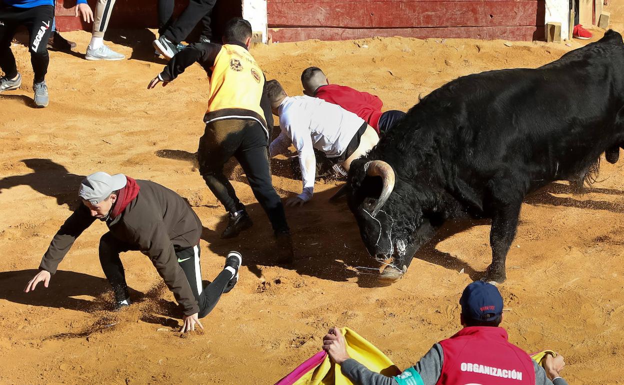 Imagen de uno de los toros en la plaza esta mañana.