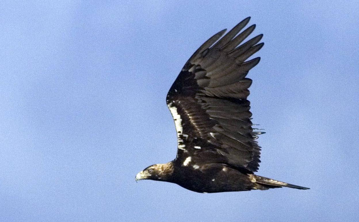 El águila imperial supera el centenar de parejas en Castilla y León | El  Norte de Castilla
