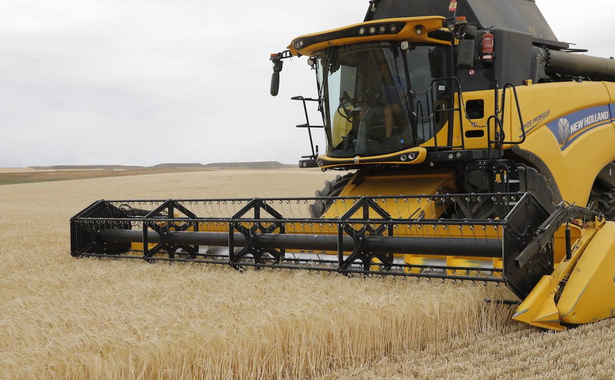 Una cosechadora trabajando en Tierra de Campos.