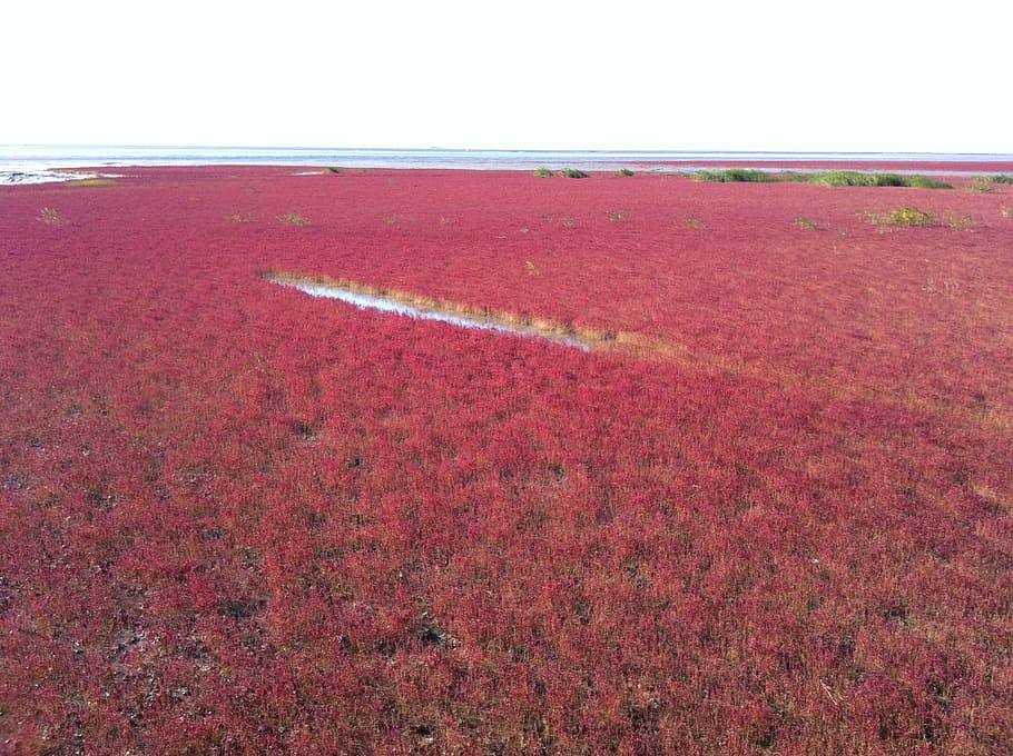 El delta del río Liaohe, la playa roja de China