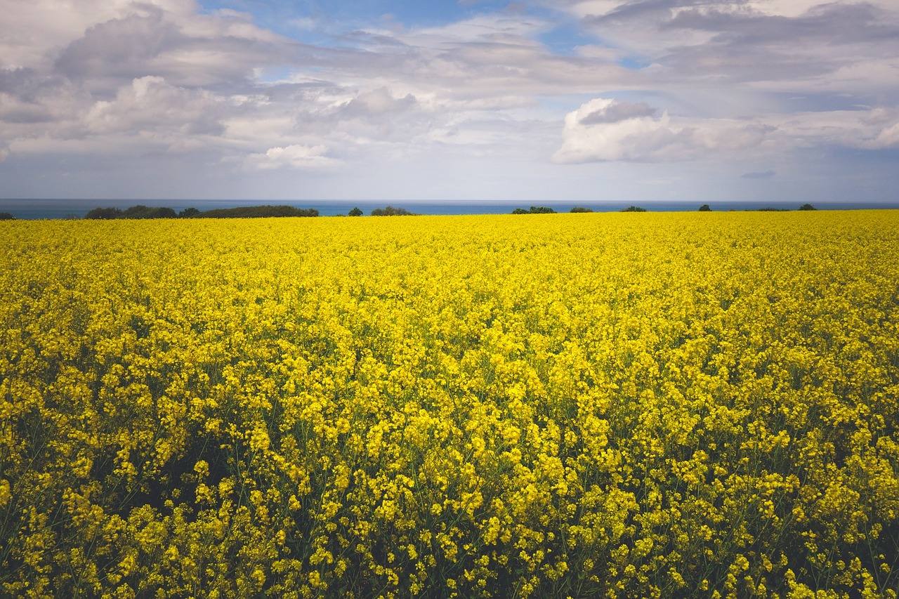 Campos de colza en China