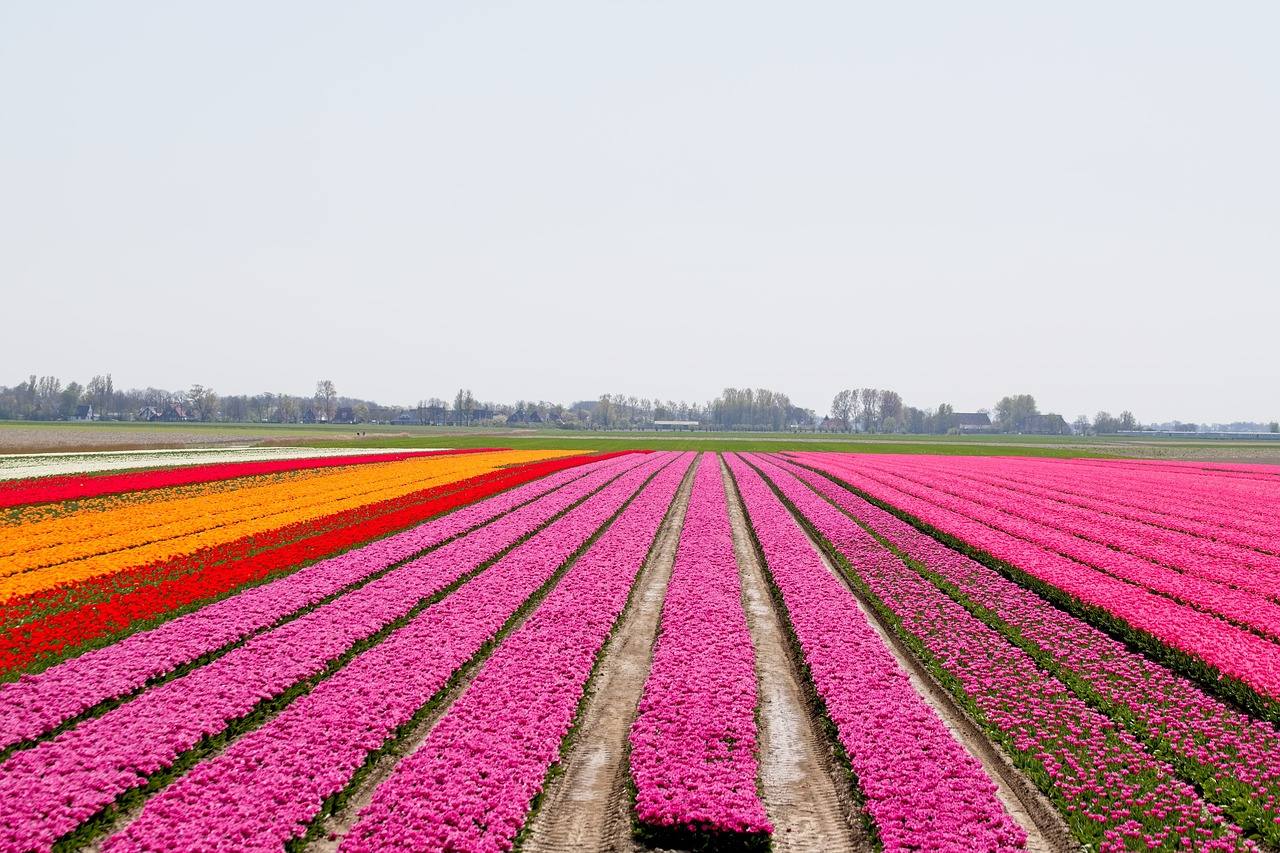 Campos de tulipanes en Holanda