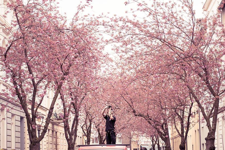 Cerezos en flor en Bonn, Alemania