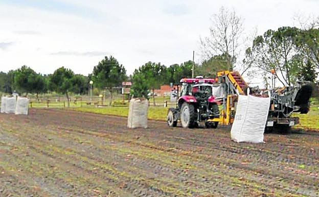 El sector agrario regional trata de garantizar el suministro a sus clientes