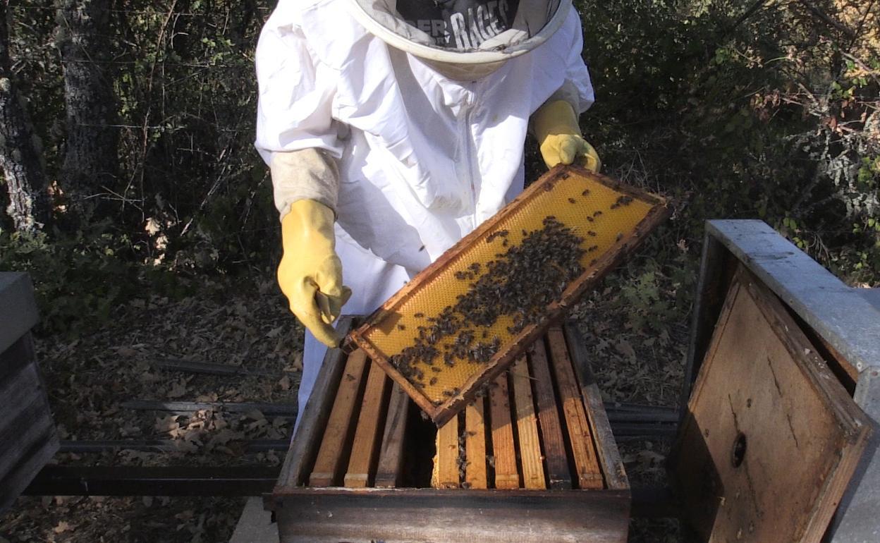 La Junta aprueba la colocación de pastores eléctricos para proteger las colmenas de los ataques de osos pardos