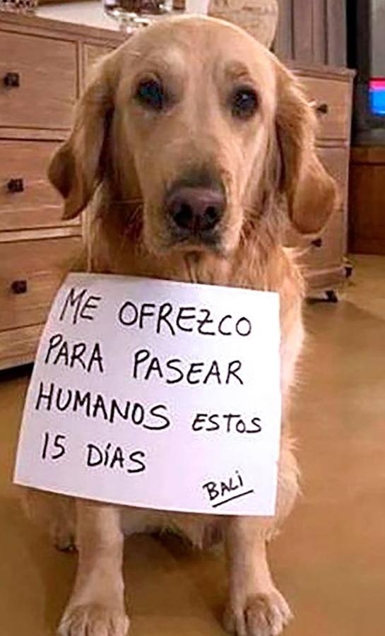 Fotos: Las imágenes más curiosas de animales durante la crisis del coronavirus