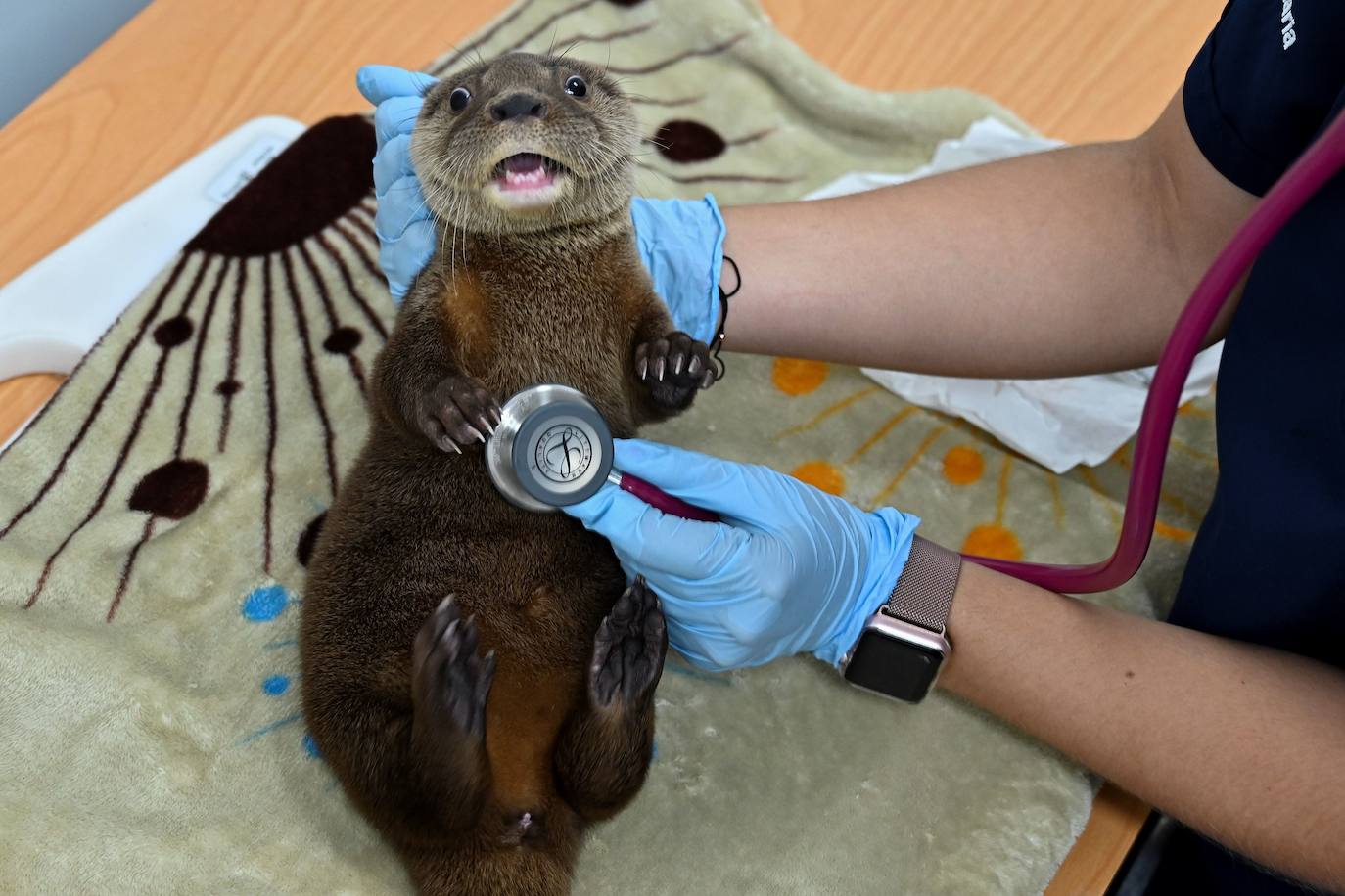 Fotos: Las imágenes más curiosas de animales durante la crisis del coronavirus