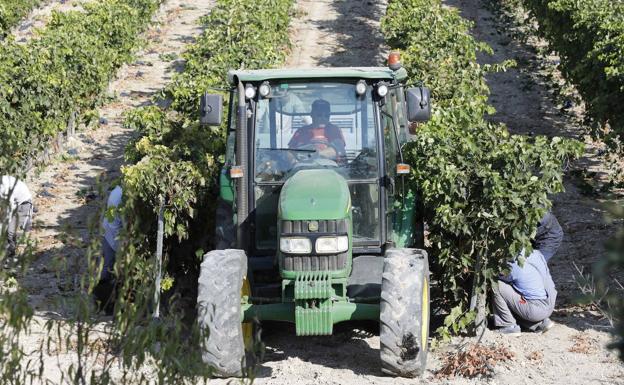 Ávila, Salamanca, Valladolid y Zamora recibirán 4,2 millones para contratar a trabajadores del campo