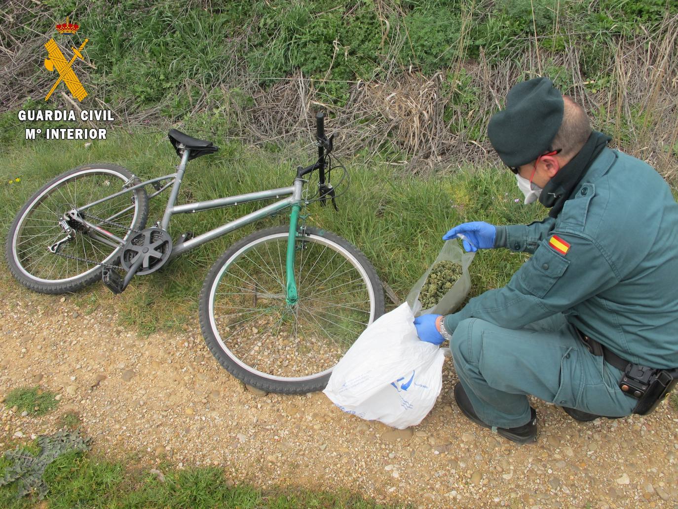 Un guardia civil muestra los cogollos de marihuana que portaba el ciclista.