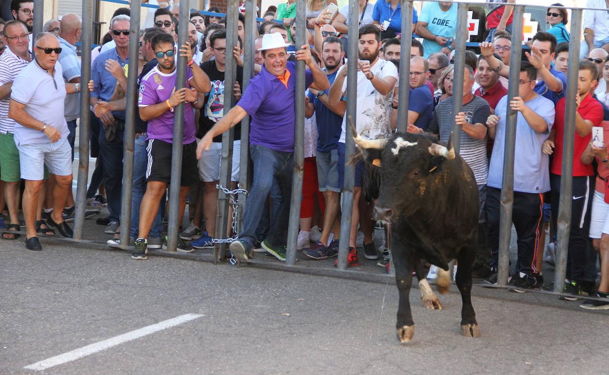 Encierros en Valdestillas en las fiestas de la Virgen del Milagro, en mayo de 2018.