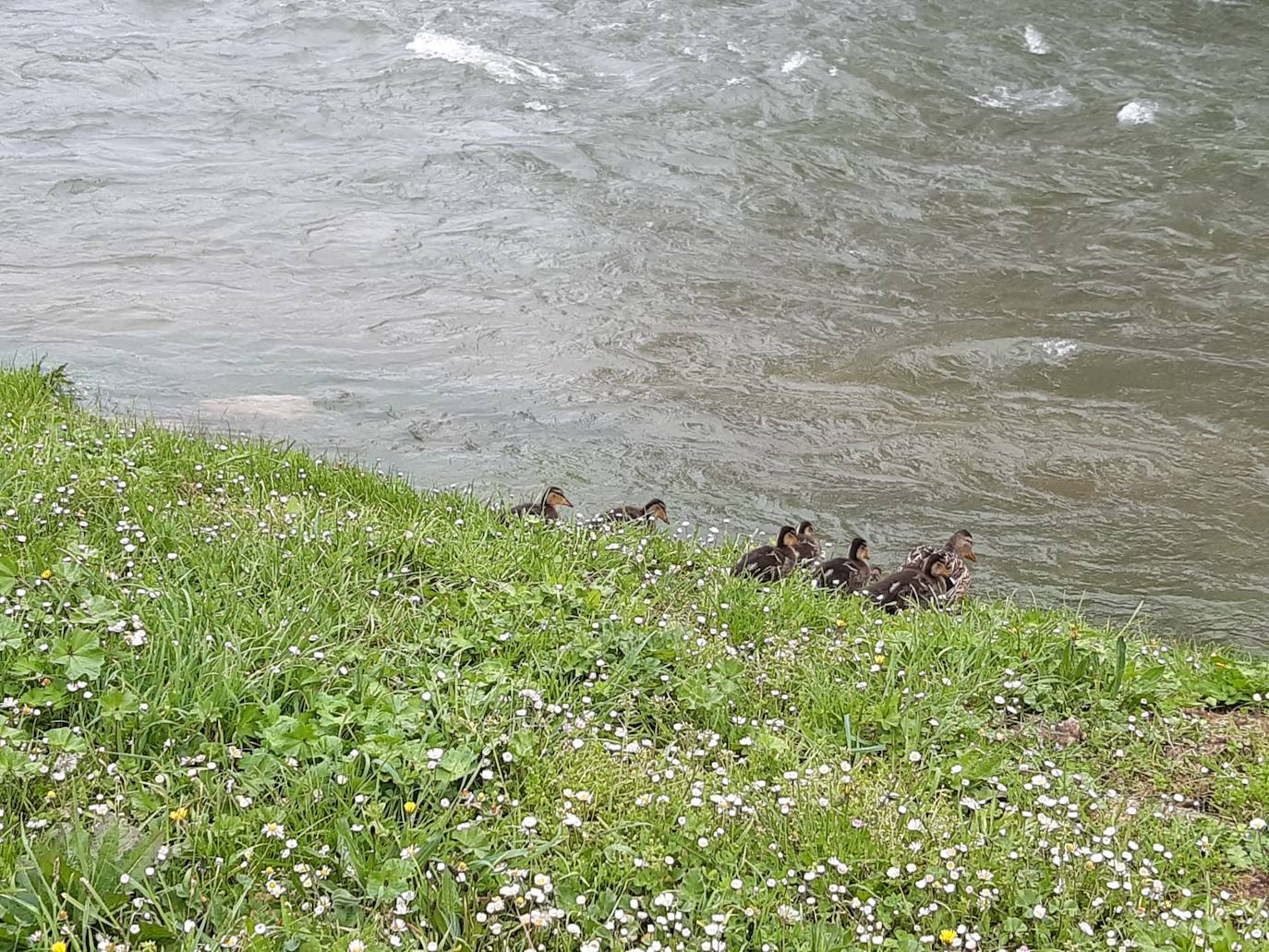 La suelta de agua del embalse de Aguilar ha hecho crecer considerablemente el río. 