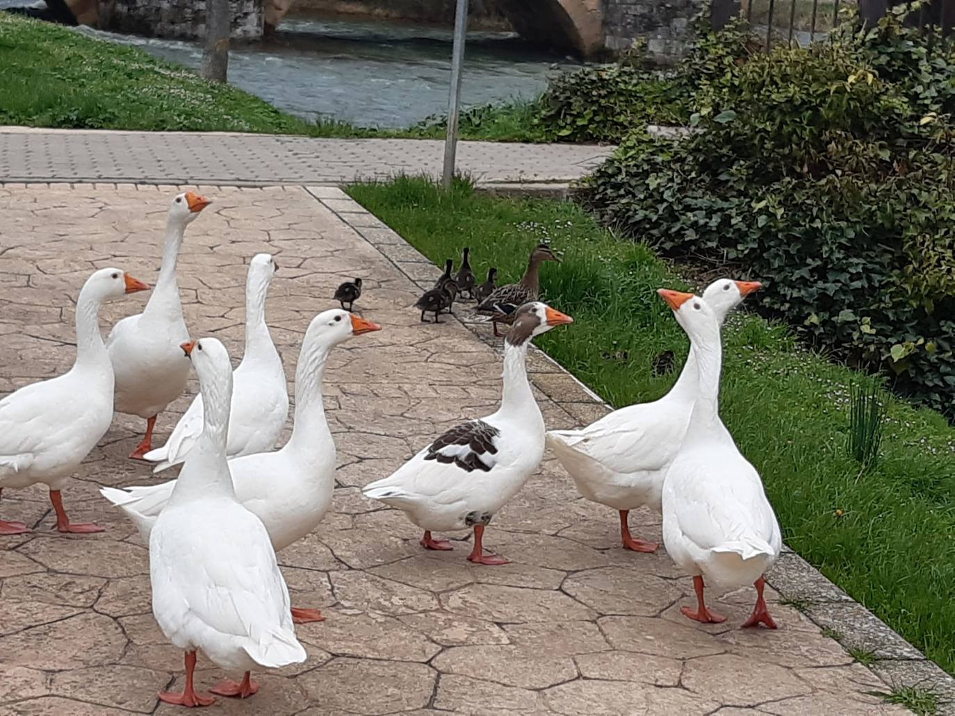 La suelta de agua del embalse de Aguilar ha hecho crecer considerablemente el río. 