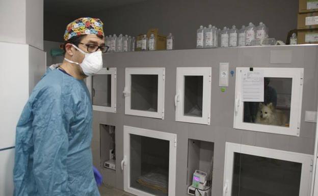 El veterinario Jorge Sánchez Marcos, ante una sala de boxes de felinos.
