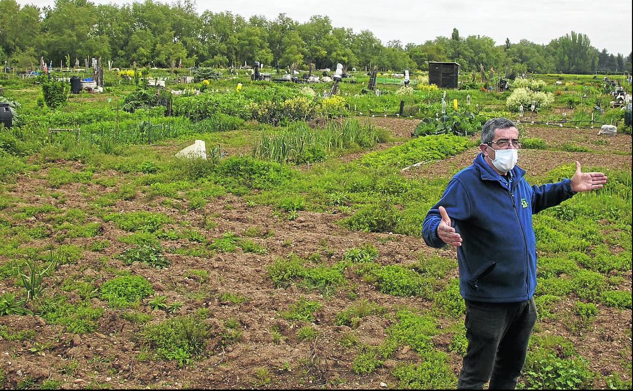 Félix Revilla, director de la Escuela Universitaria de Ingeniería Agrícola, en la finca que acoge más de 400 huertos ecológicos de jubilados en el Camino Viejo de Simancas. 