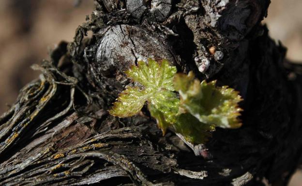 La primavera la viña altera