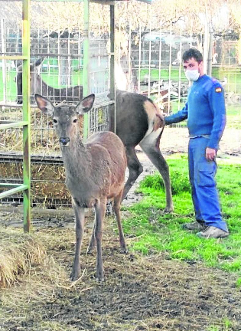 Alonso Cubillas, con dos de los tres ciervos de la granja escuela.