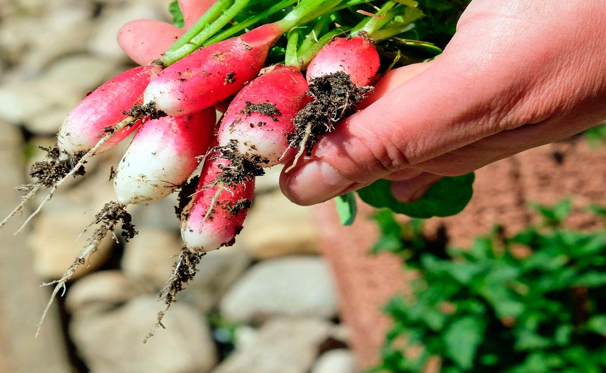 Productos hortofrutícolas