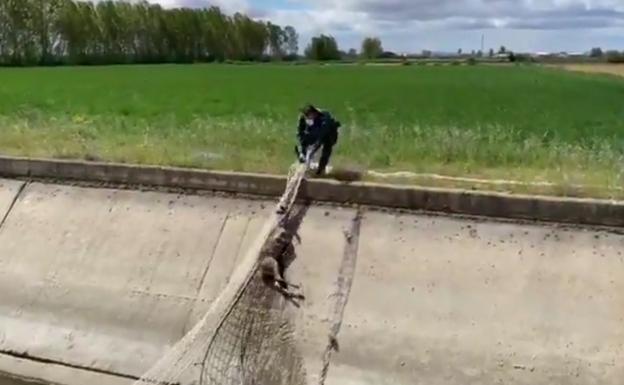 Un corzo es rescatado de la acequia.