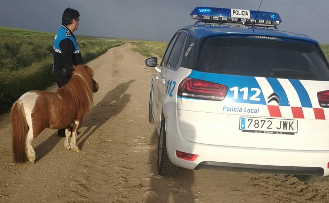 La Policía de Peñaranda encuentra a un poni desorientado tras escaparse de una finca