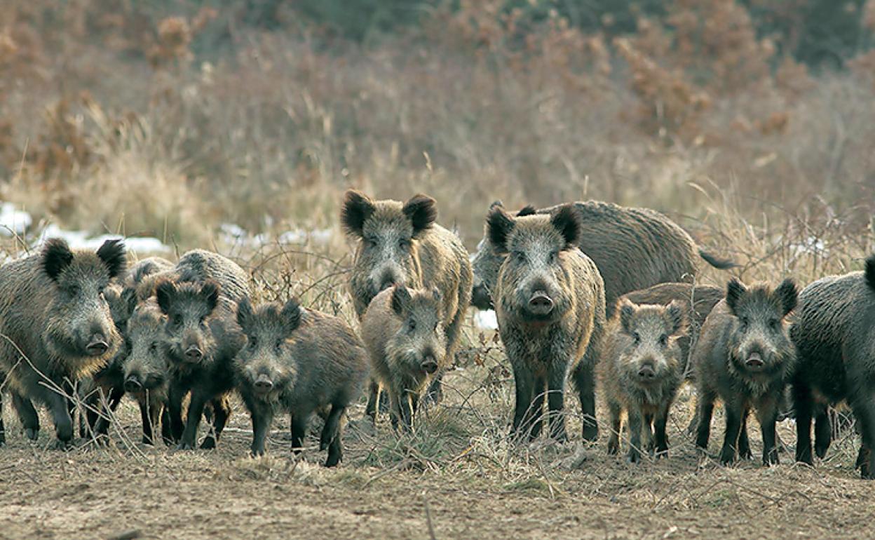 ASAJA Soria insta a solicitar permisos de caza para controlar la población de animales salvajes