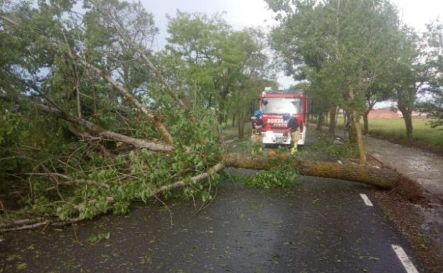 Bomberos de Toro durante la intervención para retirar el árbol caído en la carretera del cementerio. 