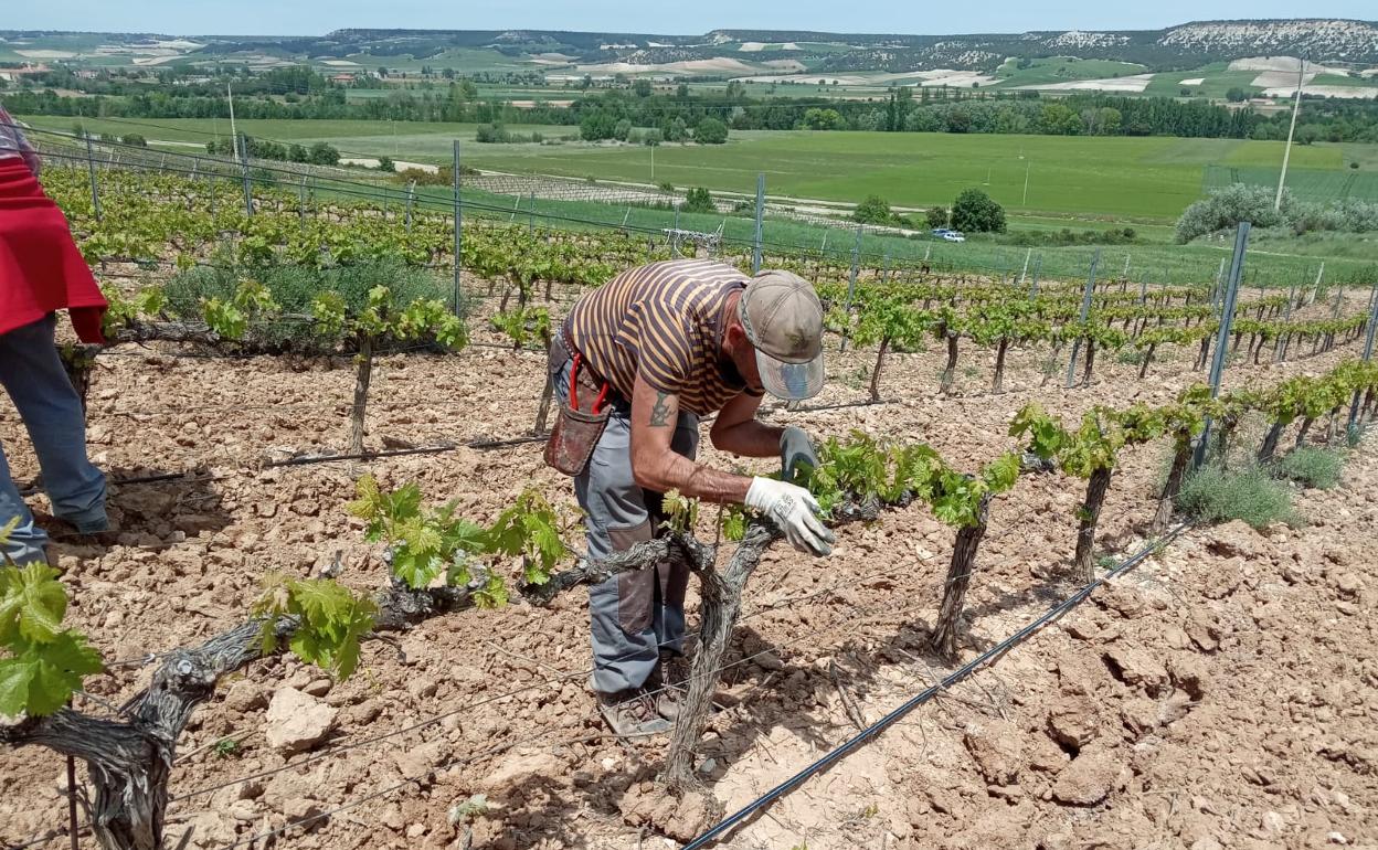 Los trabajos de poda en verde son los que se realizan en estos días en las viñas, en esta imagen, en Quintanilla de Arriba.