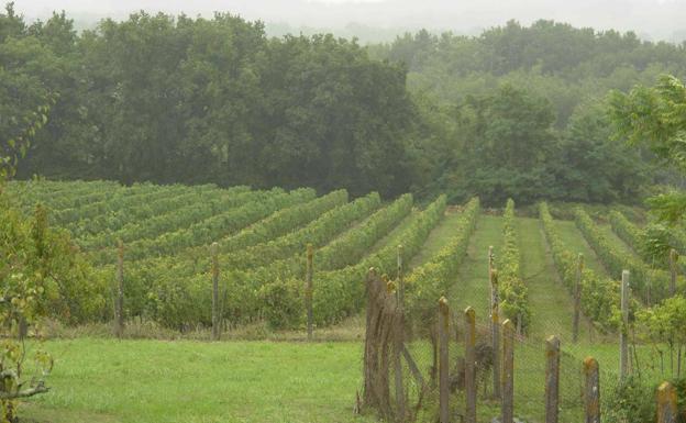 Viñedo del sur de Francia 