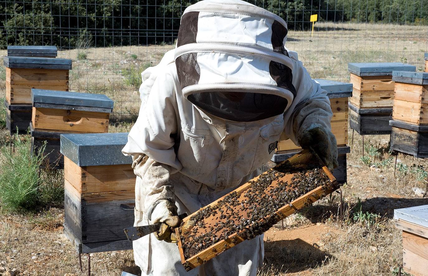 Virginia San José, apicultora.