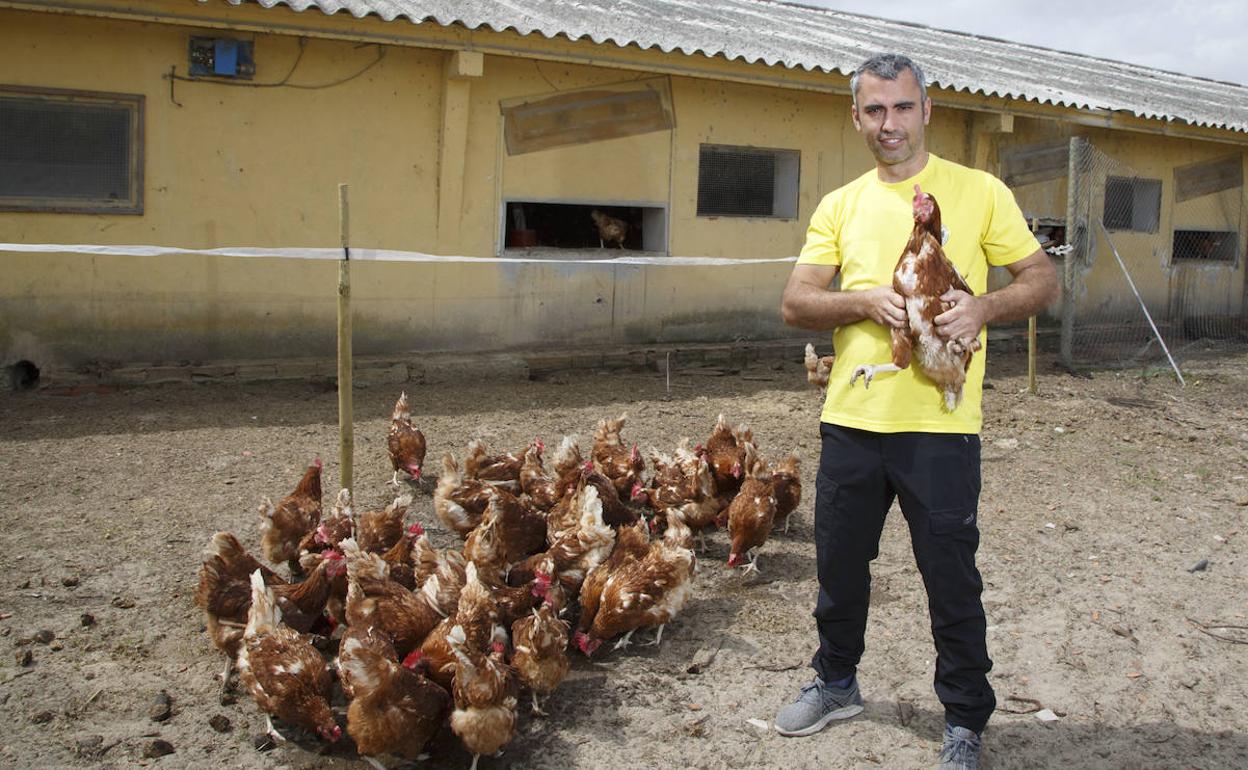 Juan Gay con una de las gallinas de su explotación en Megeces. 