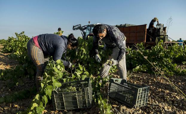 Una veintena de cooperativas de bodegas garantizan la recogida de uva a sus socios